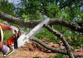 Best Root Management and Removal  in Newark, TX