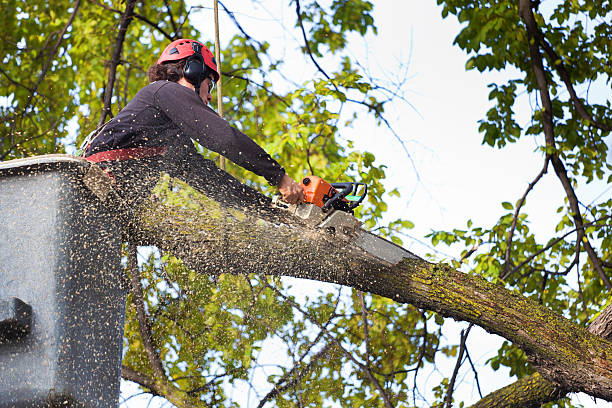 Best Tree Removal  in Newark, TX